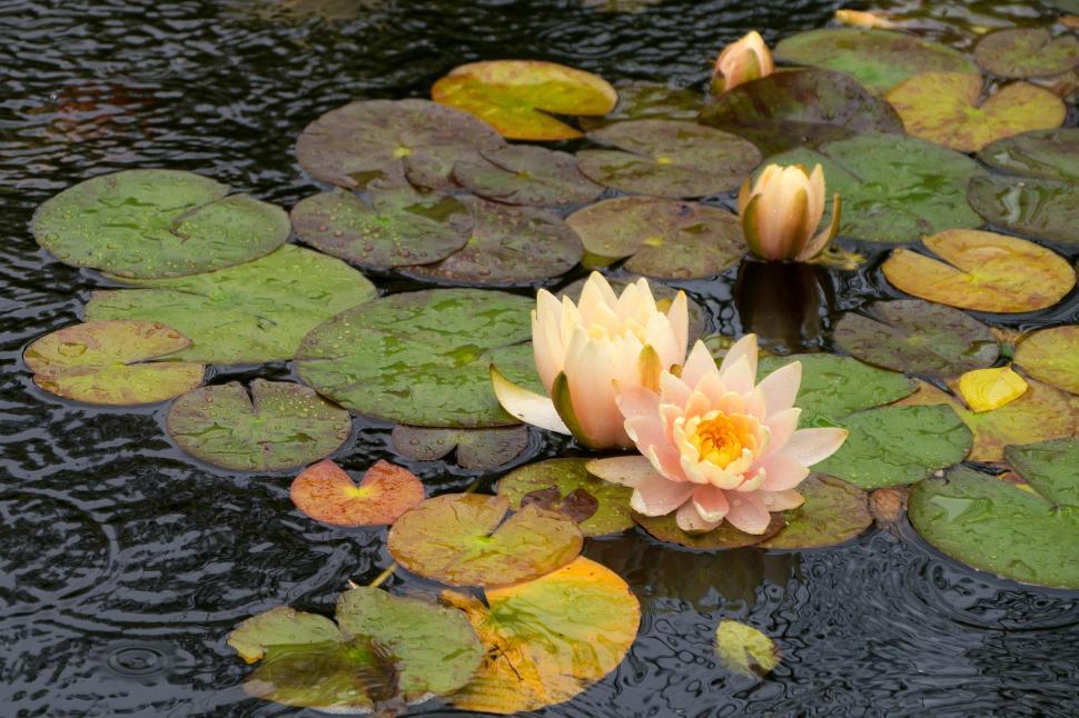 Free Image of Water Lily Flowers in the Rain 