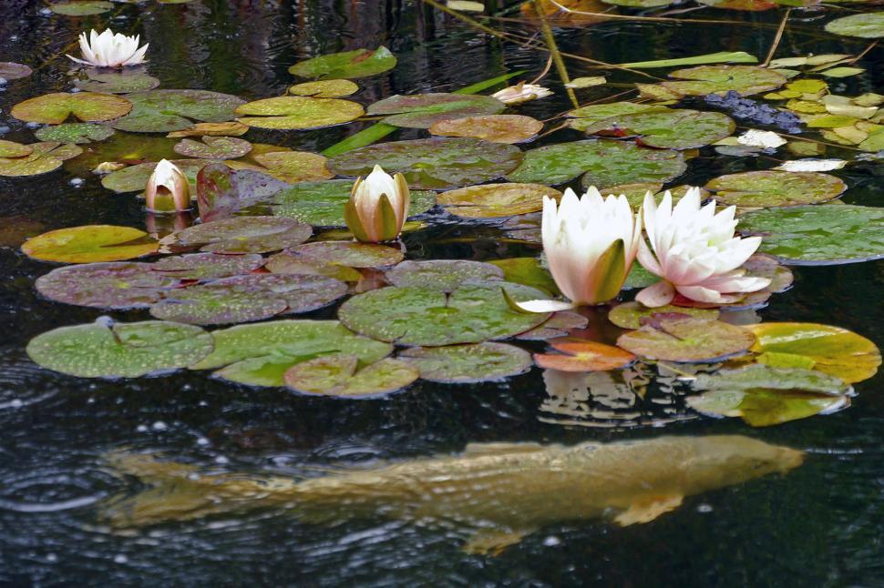 Free Image of Water Lily Flowers with Koi 