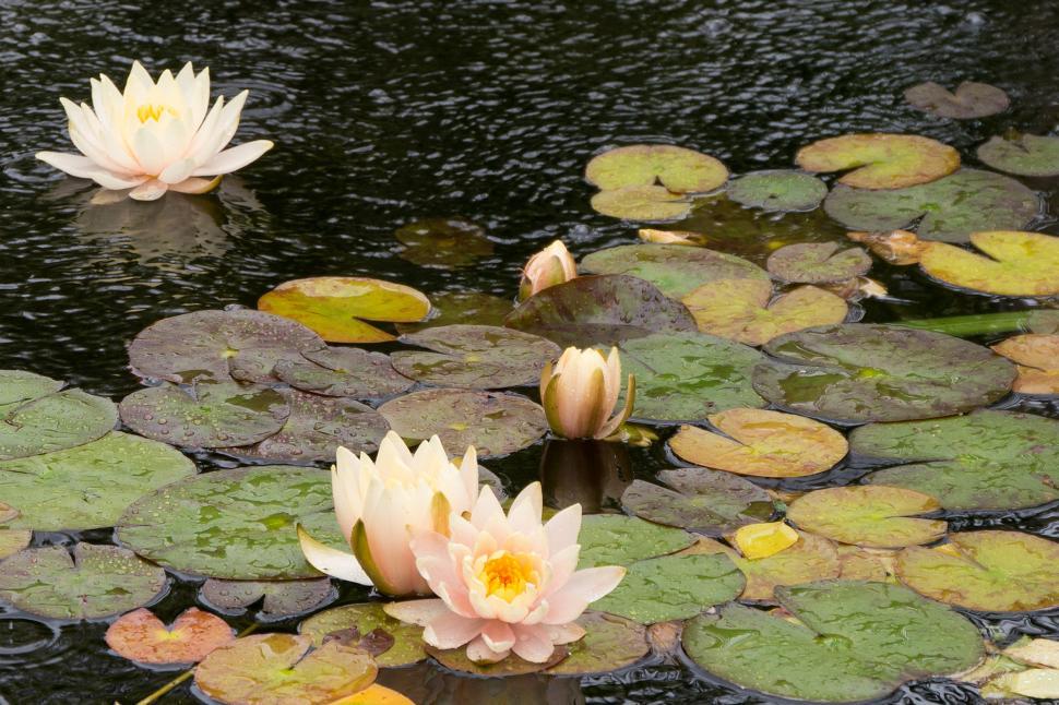 Free Image of Water Lily Flowers - Open Blooms on Pond 