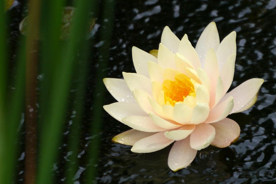 Free Image of Single White Water Lily Flower 