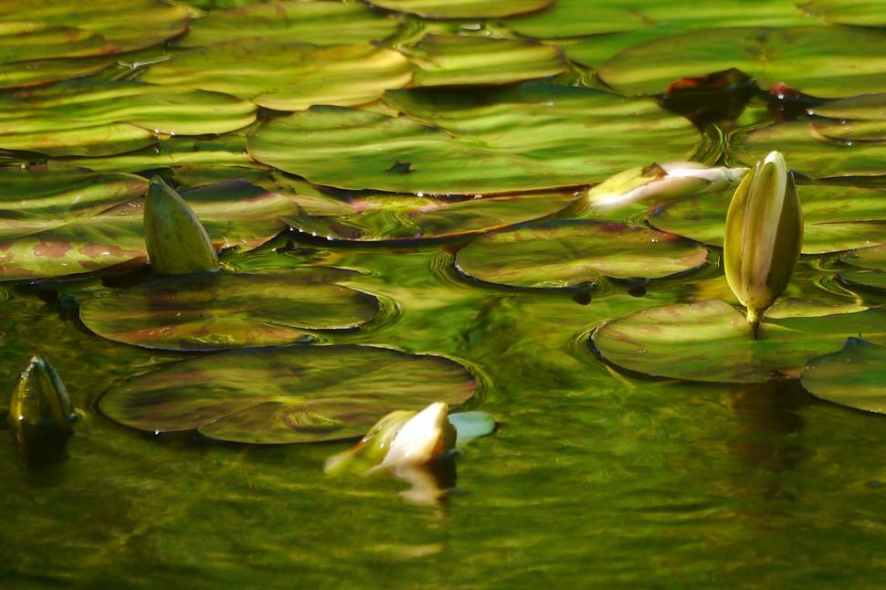 Free Image of Lily Pad Background with Flower Buds 