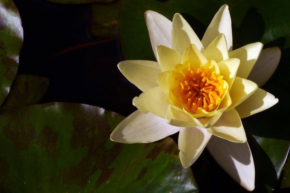 Free Image of Water Lily Flower 