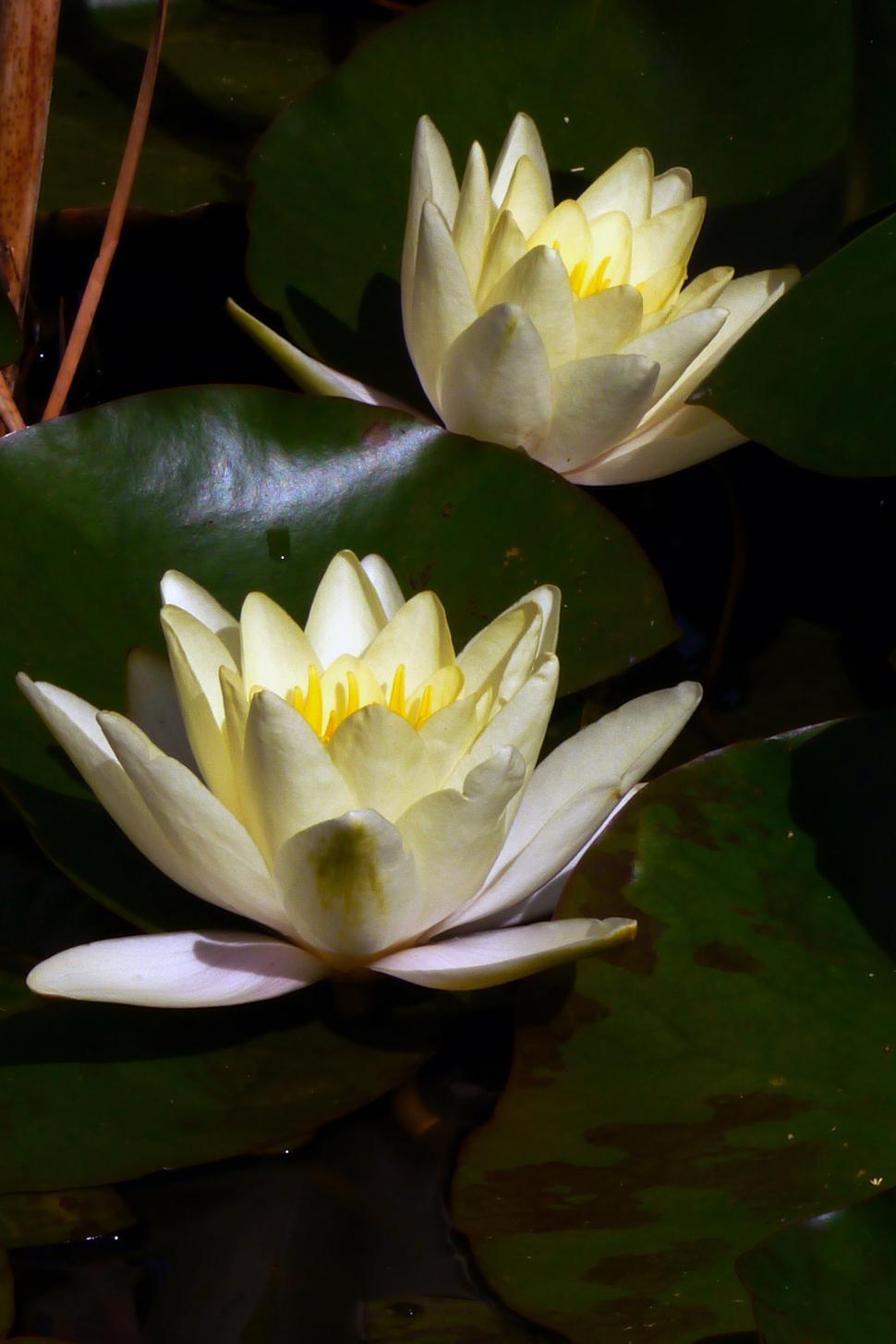 Free Image of Two White Water Lily Flowers 