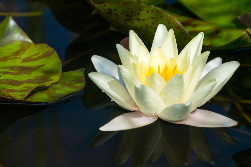 Free Image of One Water Lily Flower 