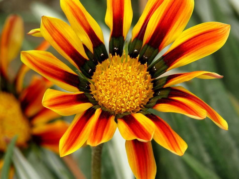 Free Image of a colorful rare flower  