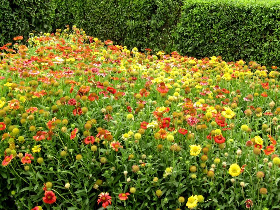 Free Image of A flowerbed in the garden  