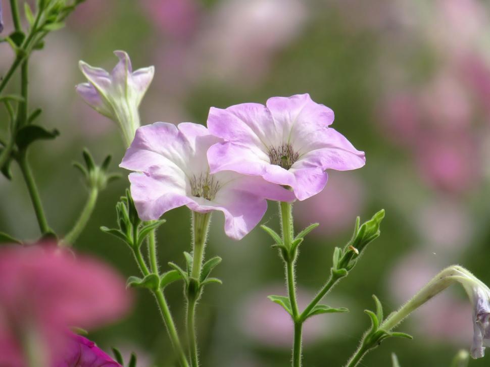 Free Image of Pair of small whitish pink flowers  