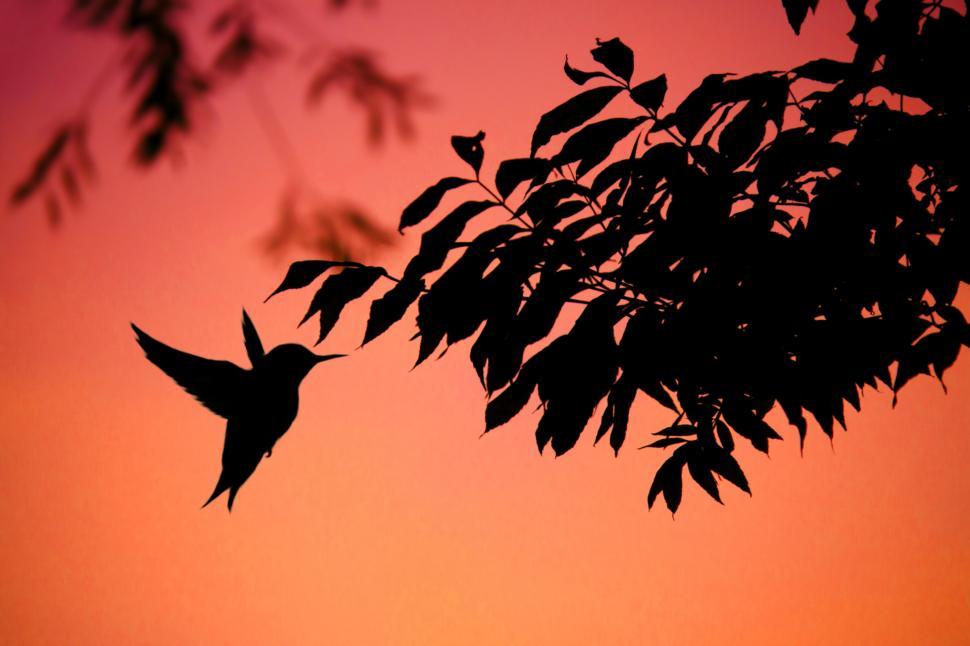 Free Image of hummingbird flying 