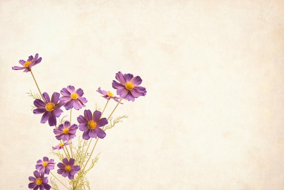 Free Image of floral background  