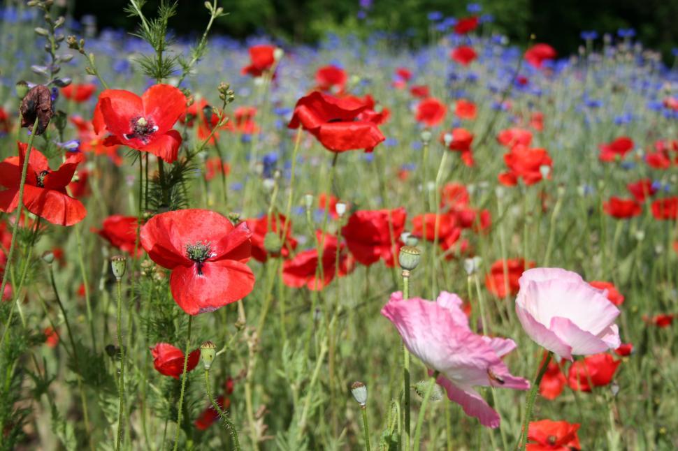 Free Image of Field of Poppies  