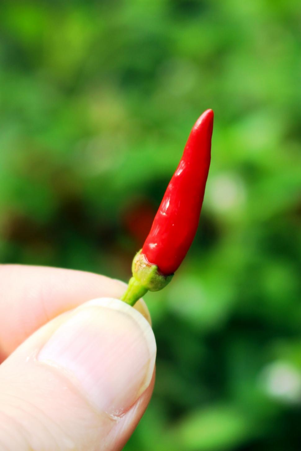 Free Image of Red chili peper held by a person  