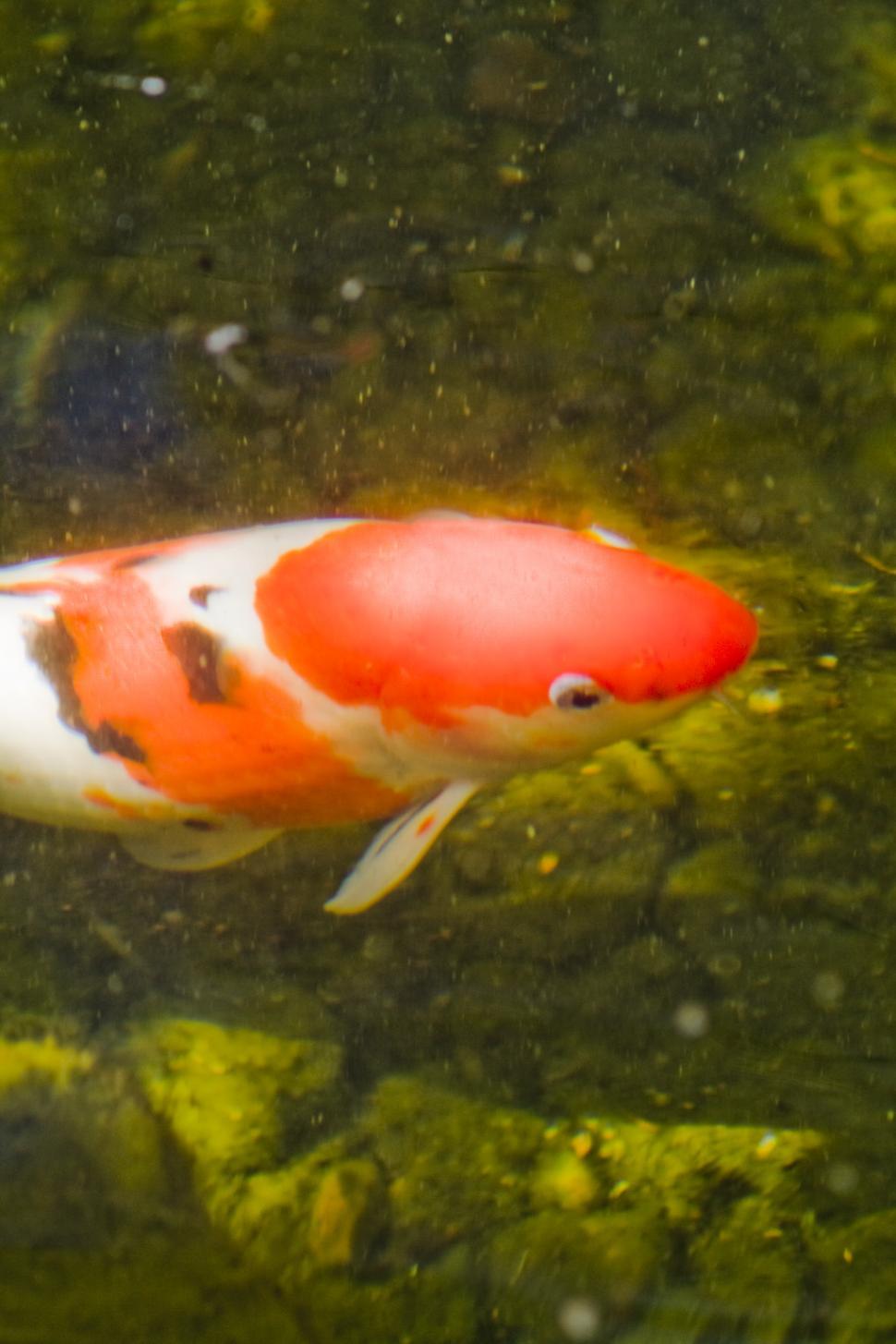 Free Image of Orange and White Fish Swimming in Pond 