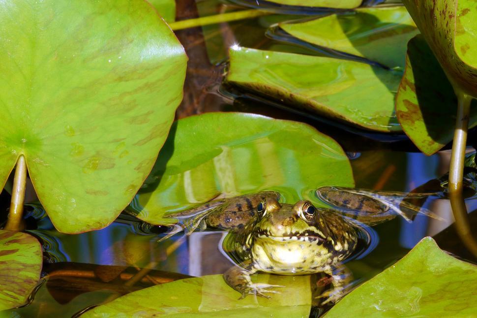 Free Image of Green Frog In Water Of Lily Pad 