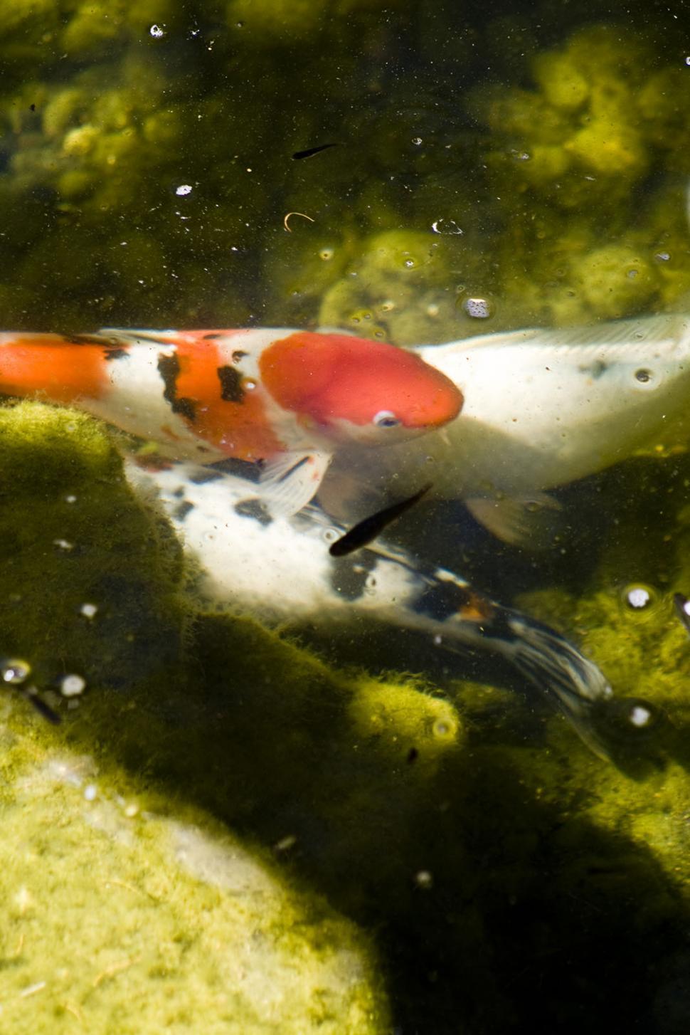 Free Image of Two Fish Swimming in a Pond 
