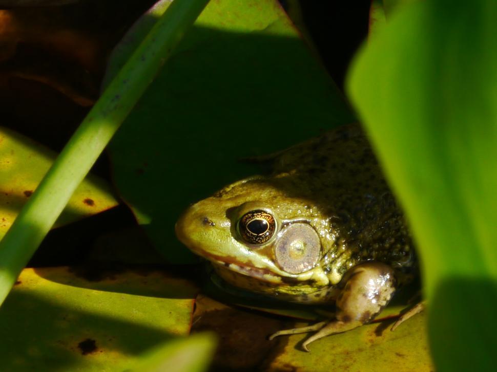 Free Image of Green Frog Mostly Hidden in Lily Pond 