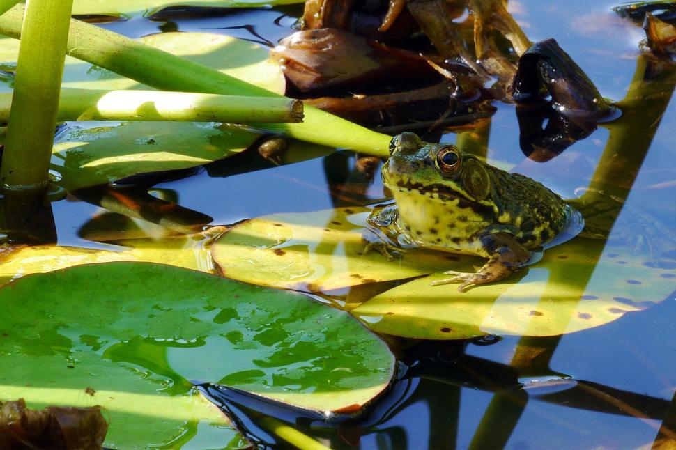 Free Image of Green Frog On Lily Pad Leaf 