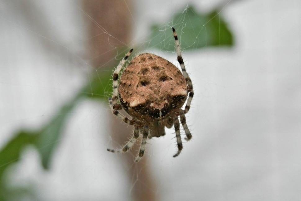 Download Free Stock Photo of Cat face spider - Araneus gemmoides 