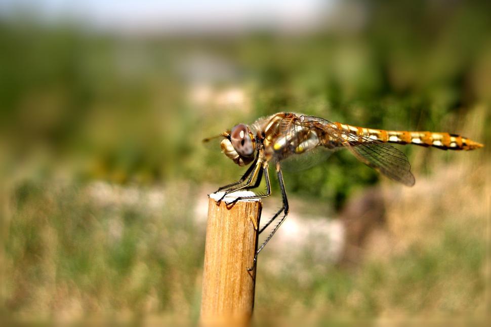 Free Image of Dragonfly Resting 