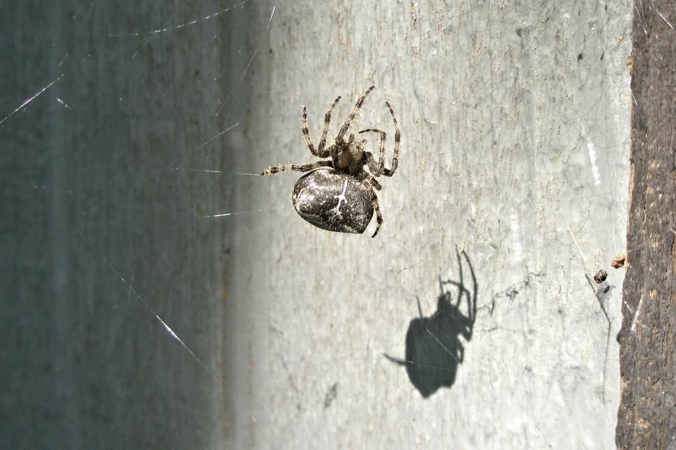 Free Image of Orb Spider 