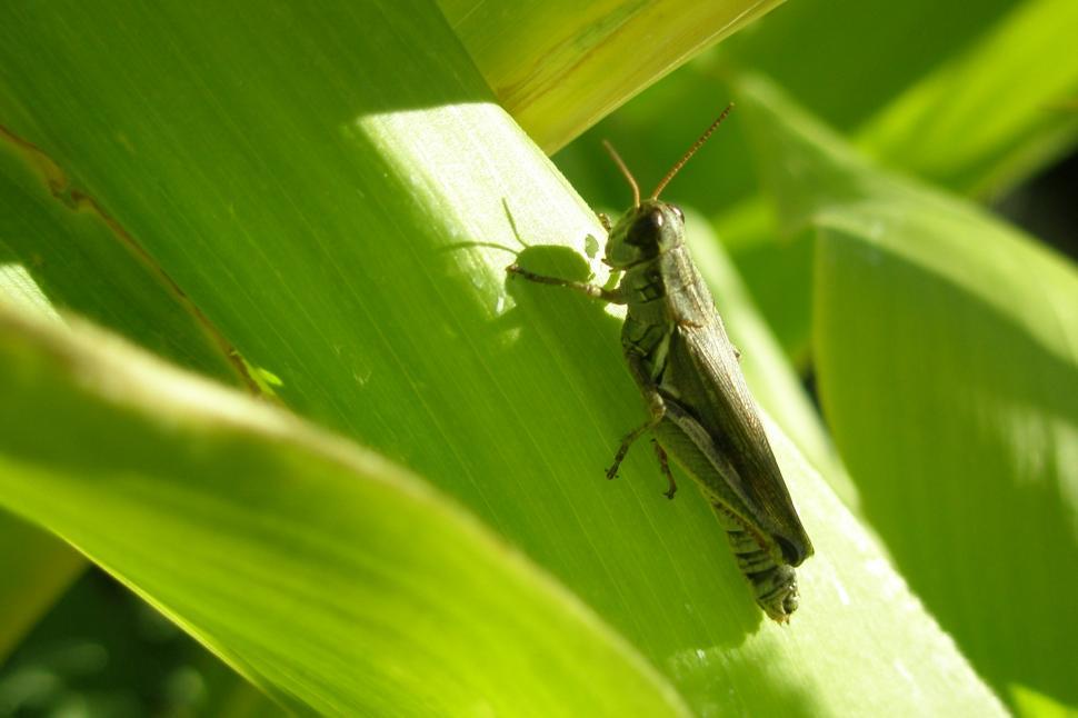 Free Image of Grasshopper on a Corn Stalk 
