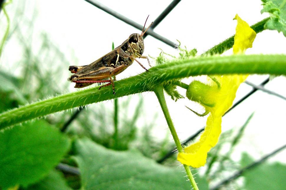 Free Image of Grasshopper on Tomato Plant 