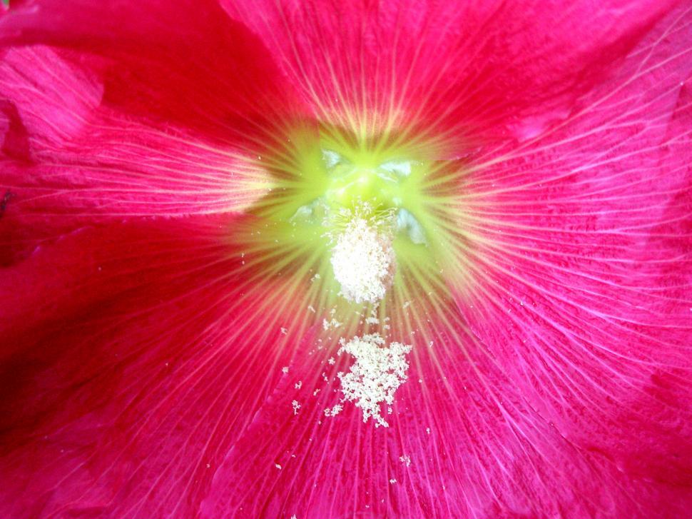Free Image of Pink Hollyhock with Pollen 