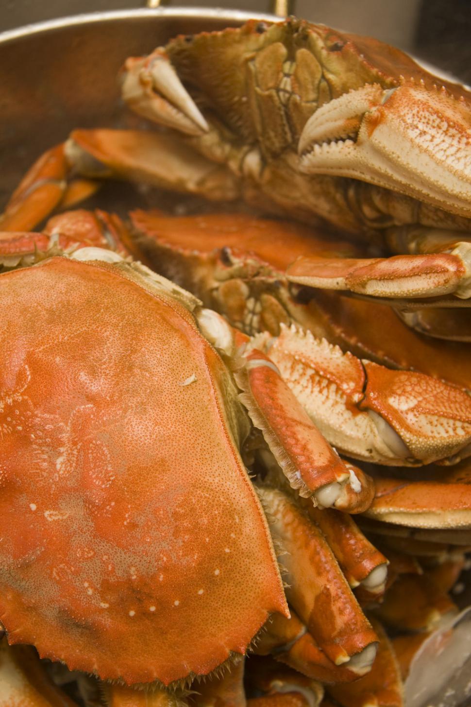 Free Image of Close Up of a Pot of Crabs 