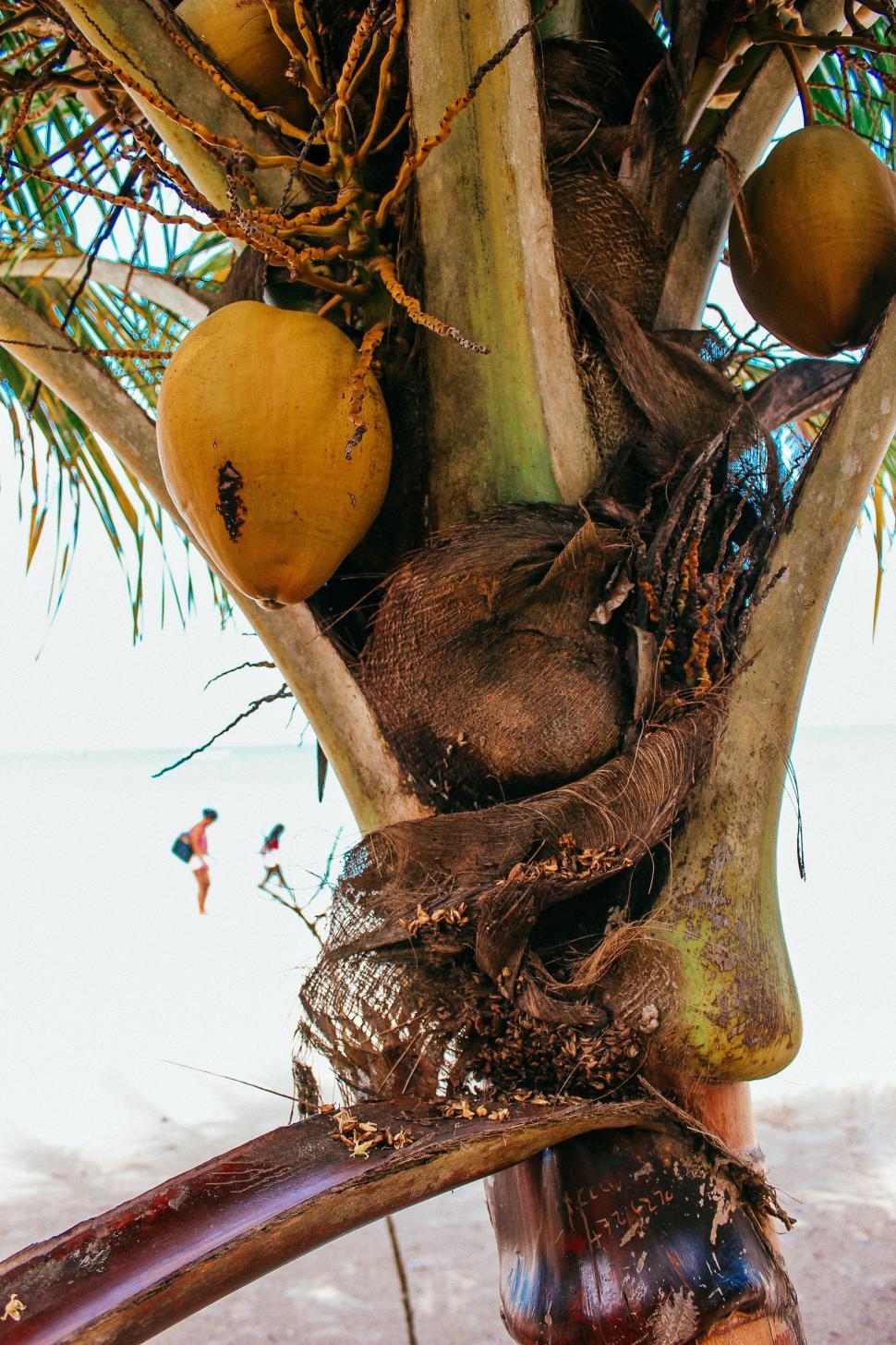 Free Image of Close up of a coconut tree 