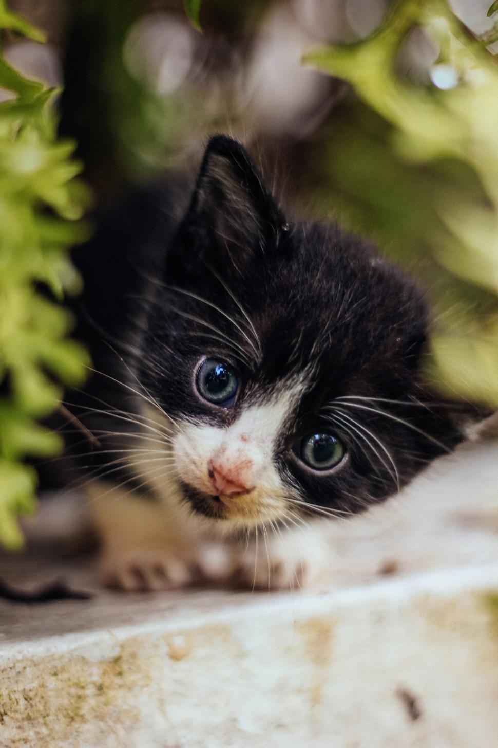 Free Image of Curious cat in the garden 