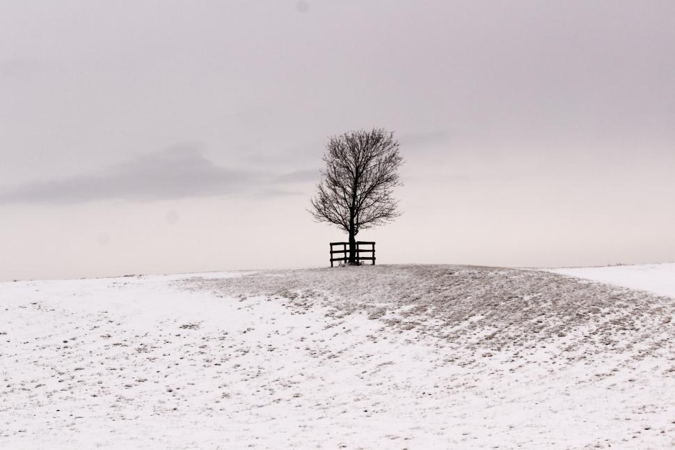Free Image of A tree on a snowy hill 