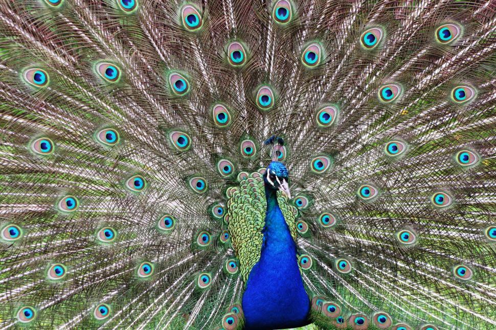 Free Image of peacock displays 