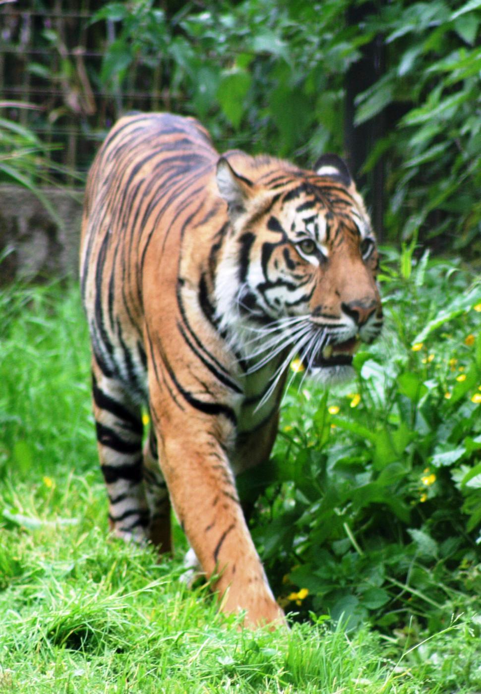 Free Image of Tiger Walking Through a Lush Green Forest 