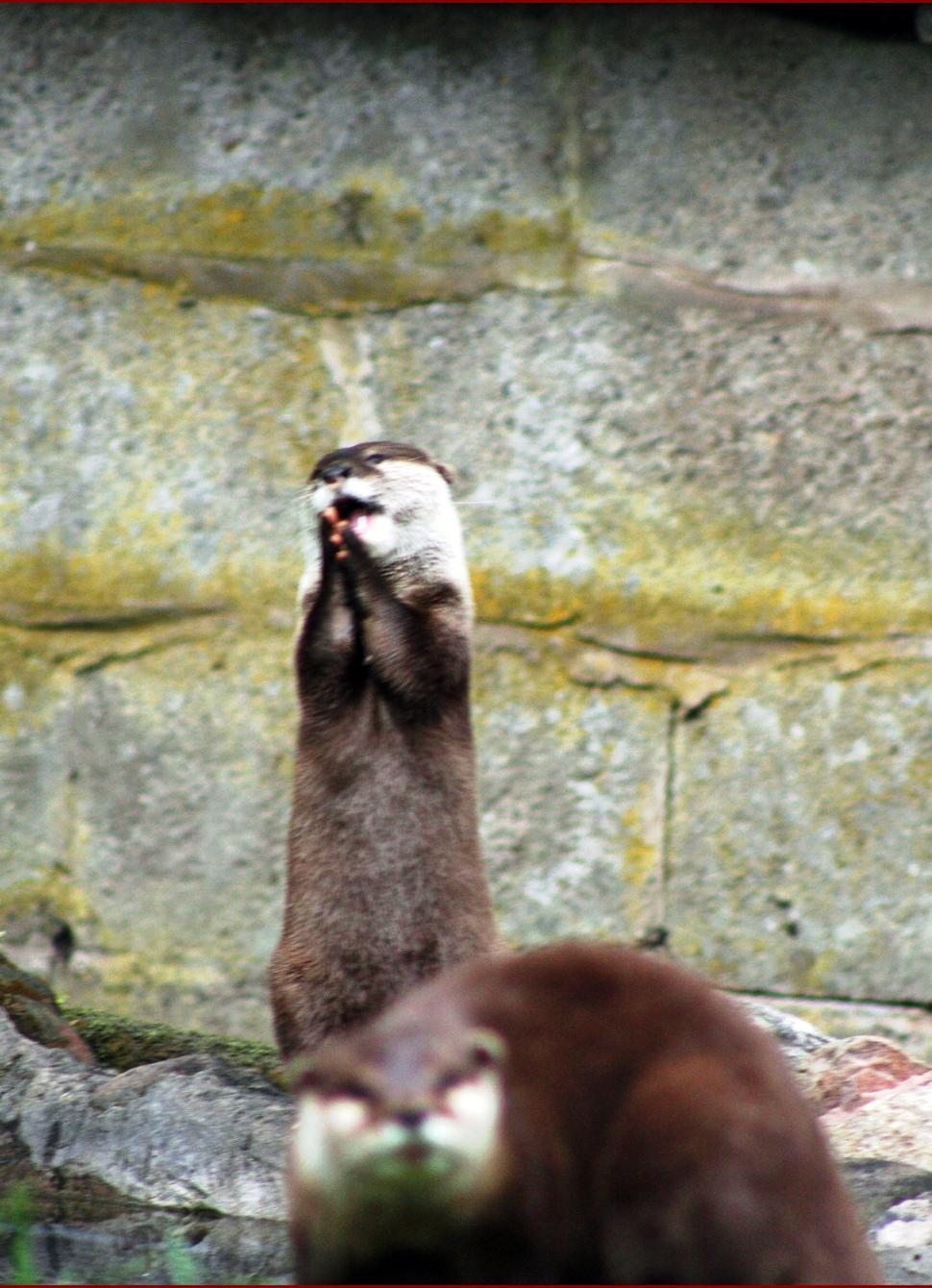 Free Image of otters 
