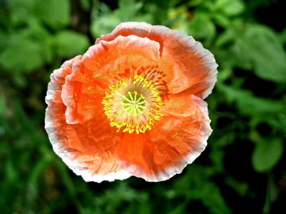 Free Image of Orange Poppy 