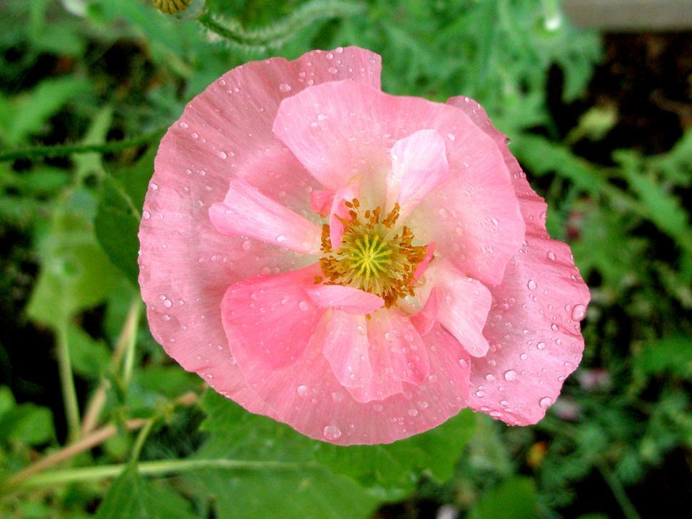Free Image of Pink Poppy with Raindrops 