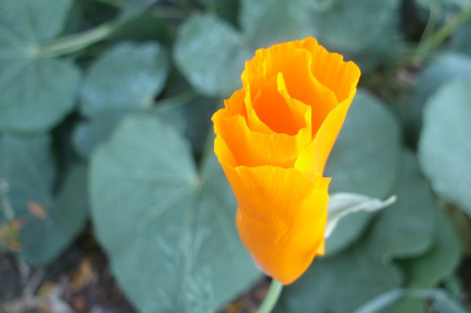 Free Image of Yellow Poppy, Closed 