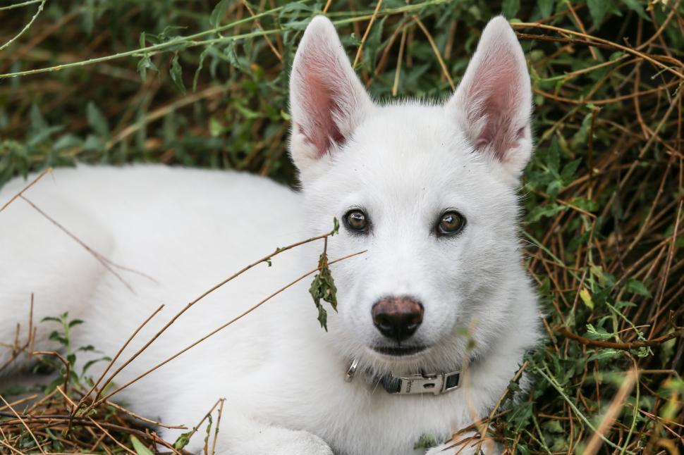 Free Image of Puppy in the Grass 