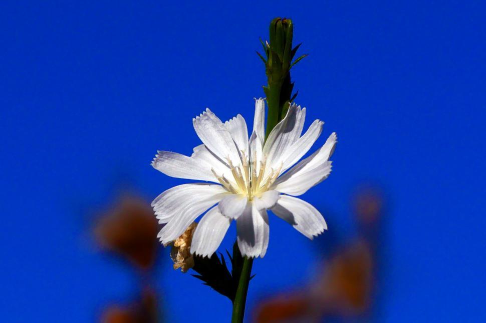 Free Image of White Chicory Flower 