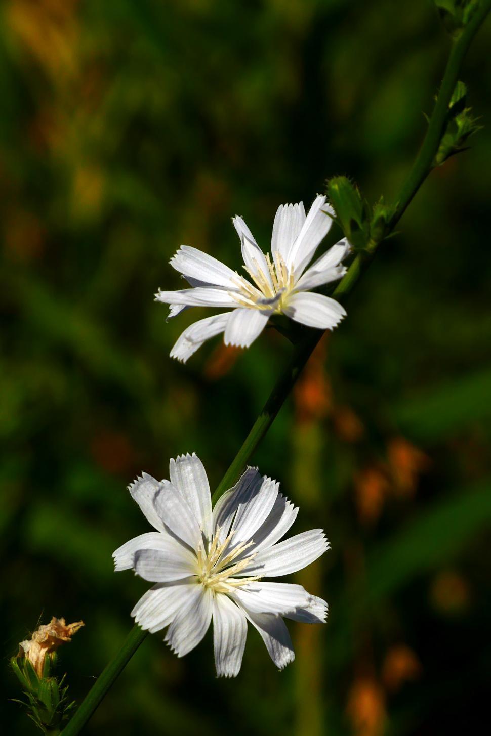 Free Image of Two White Chicory Flowers 