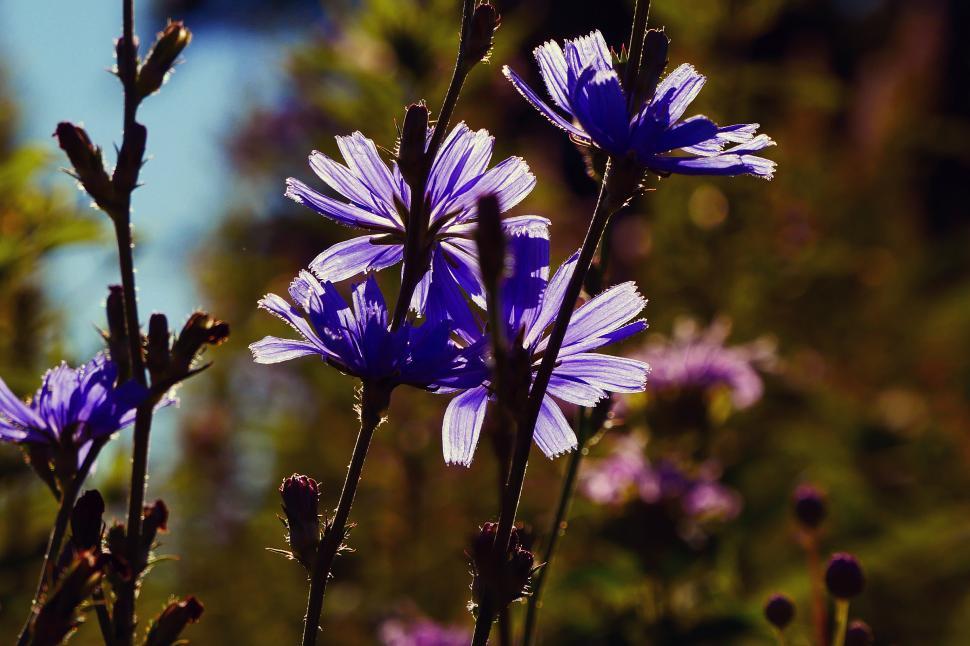 Free Image of Purple Chicory Flowers Lit by the Sun 