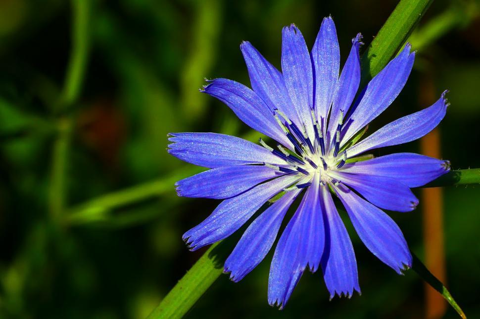 Free Image of Purple Chicory Flower 