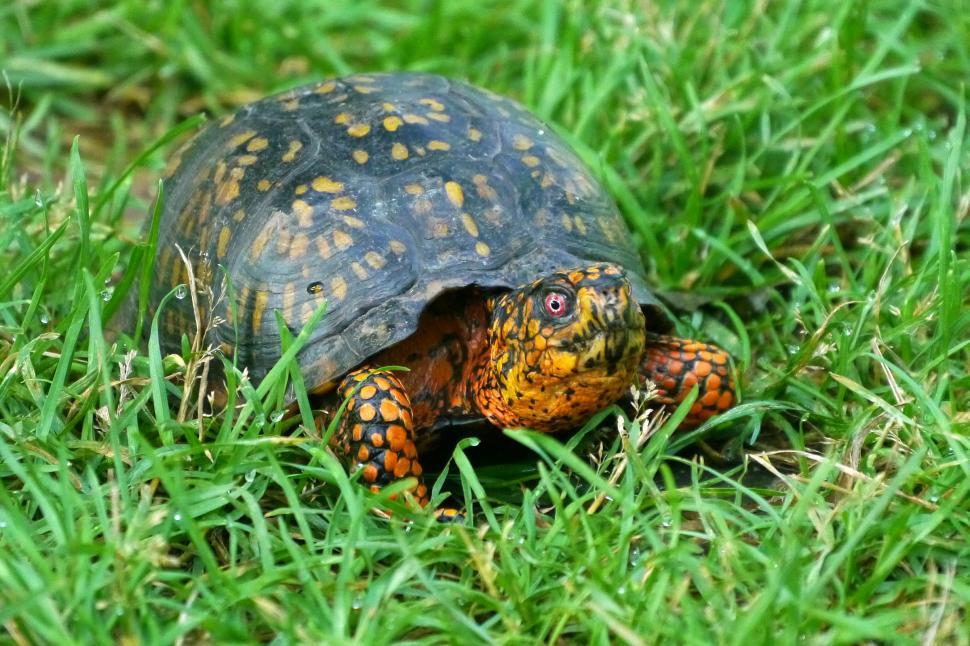 Free Image of Eastern Box Turtle in the Grass 