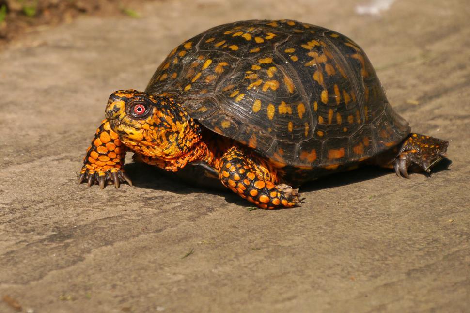 Free Image of Eastern Box Turtle on Hard Surface 