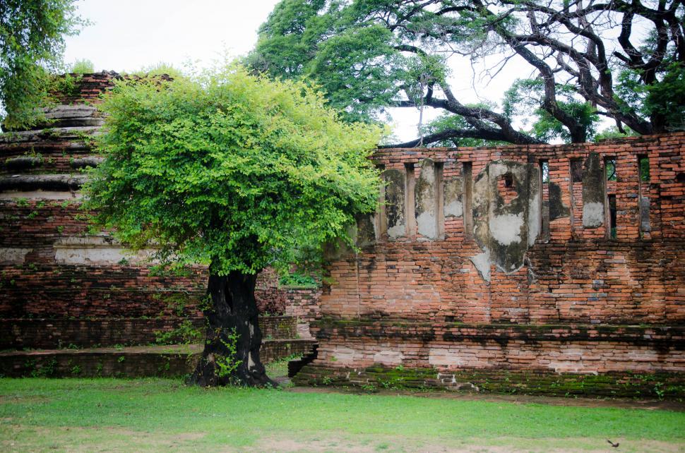 Free Image of Temple wall with tree 