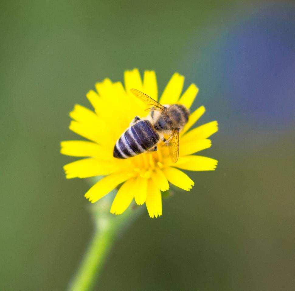 Free Image of Yellow Flower With Bee  