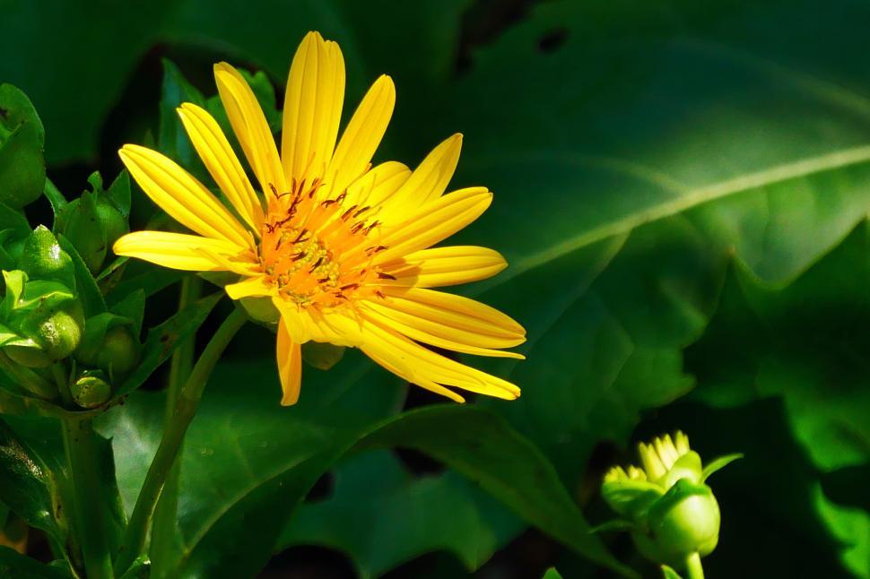 Free Image of Yellow Aster Flower and Bud 