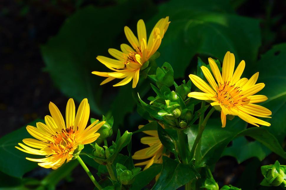 Free Image of Golden Aster Flowers 