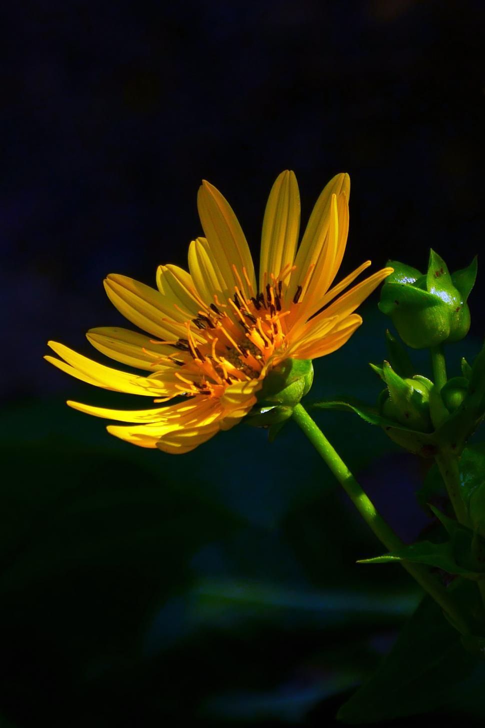 Free Image of Golden Aster Flower, Blooming in Shade 