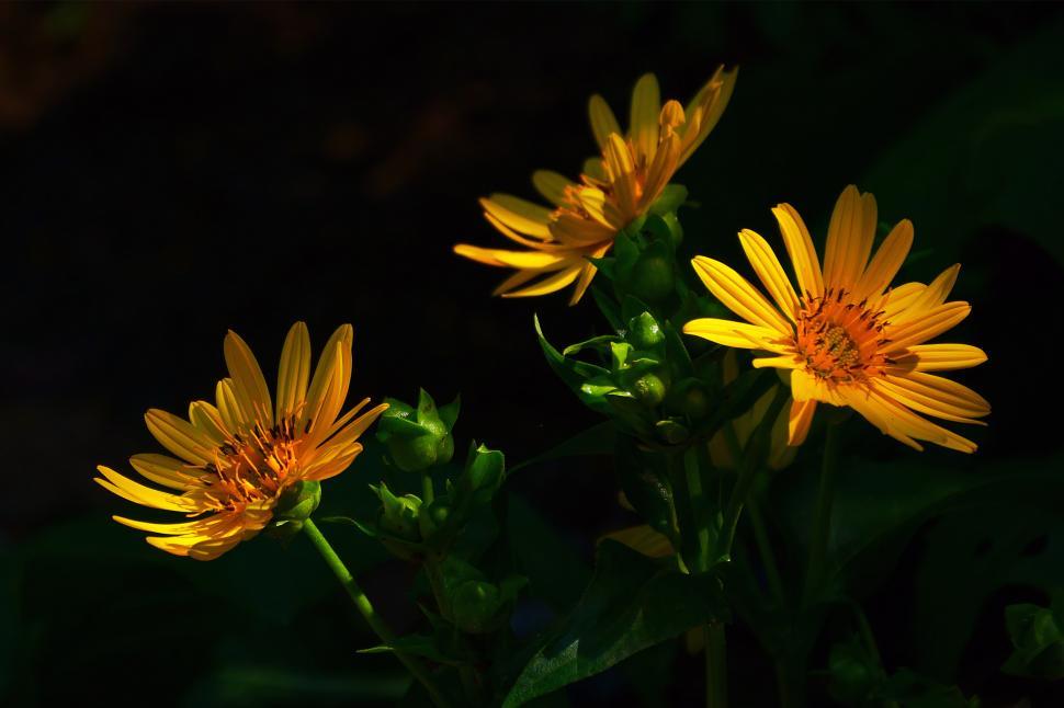 Free Image of Golden Aster Flowers, Dark Background 