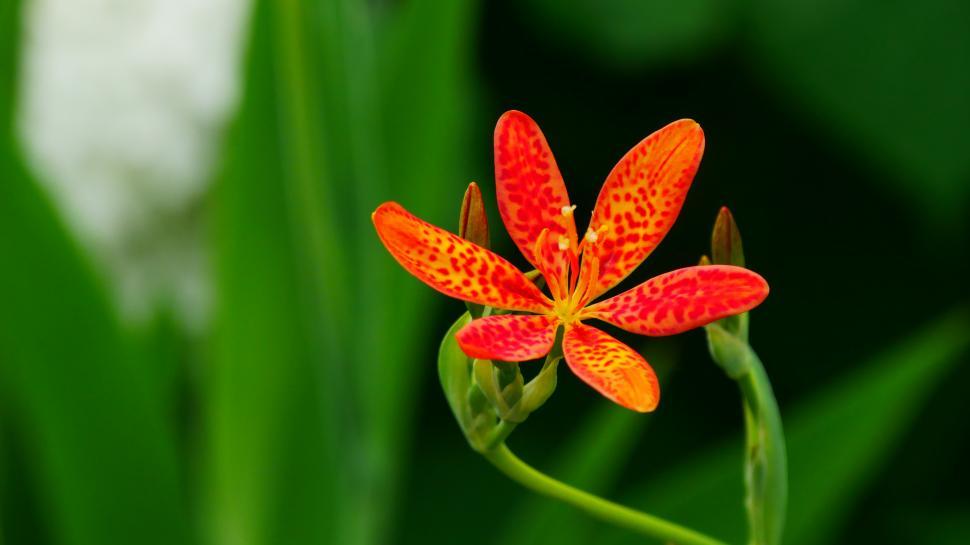 Free Image of Leopard Flower And Buds 